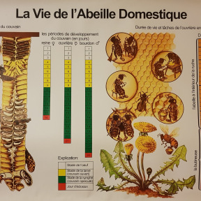 Planche éducative la vie des abeilles