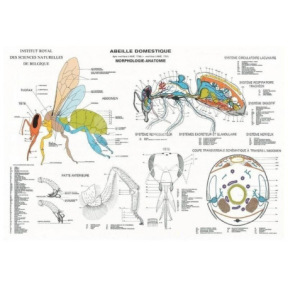Planche anatomique de l'abeille domestique