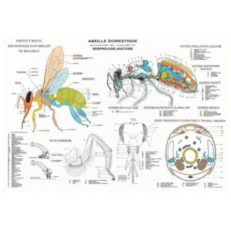 Planche anatomique de l'abeille domestique