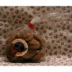 Couque de Rins cello (250 g)